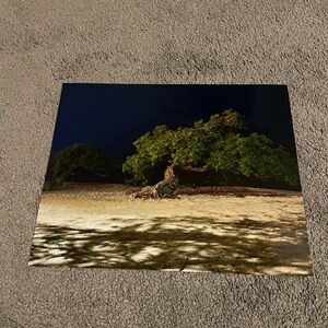 8” x 10” Divi Divi Trees Night Print
